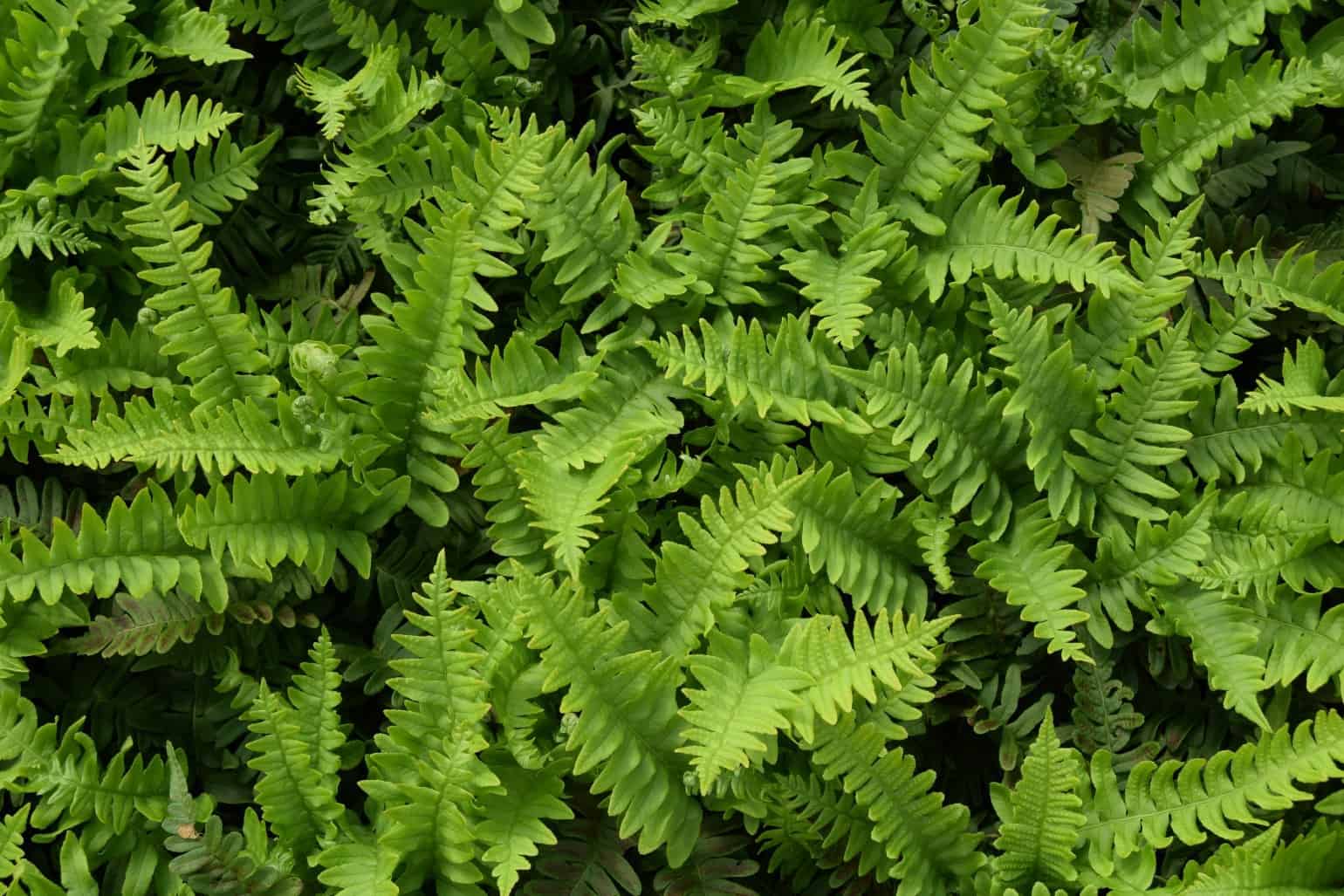 Polypodium vulgare